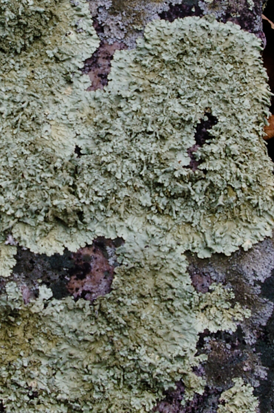 Lichen