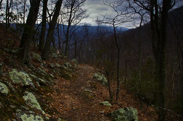 Deer Lick Trail