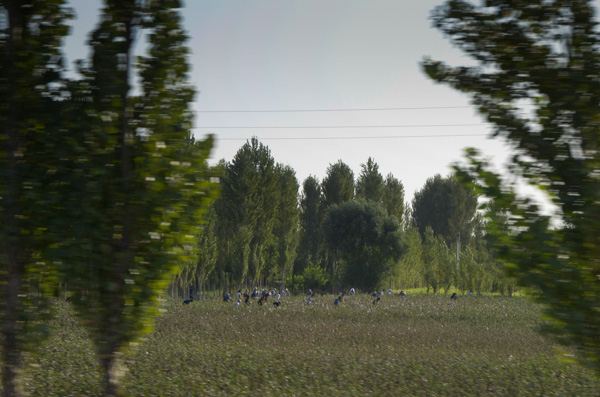 Cotton Workers