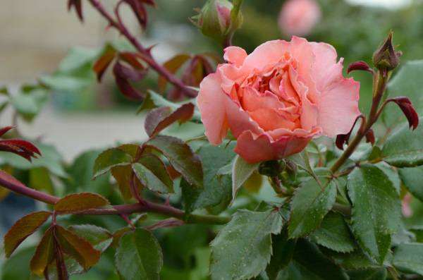 Rose