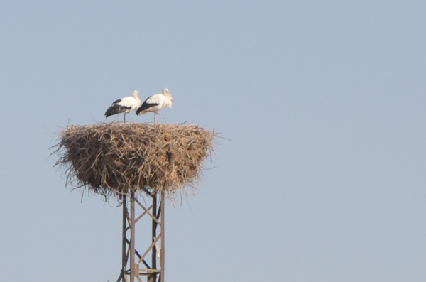 Storks