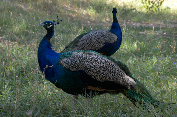Peacocks