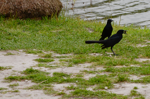 Grackle