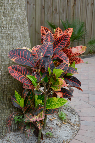 Croton