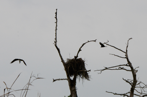 Osprey