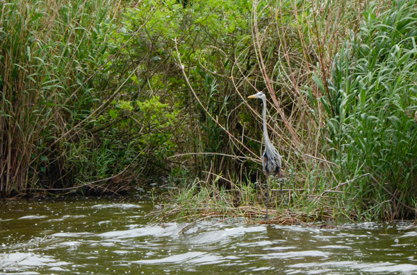 Great Blue Heron