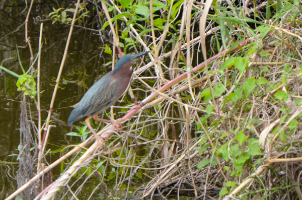 Green heron