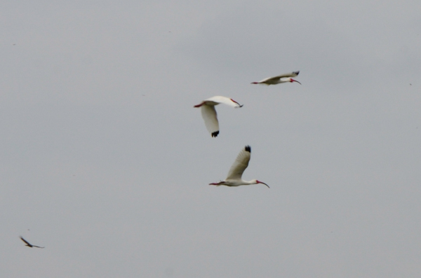 Ibis