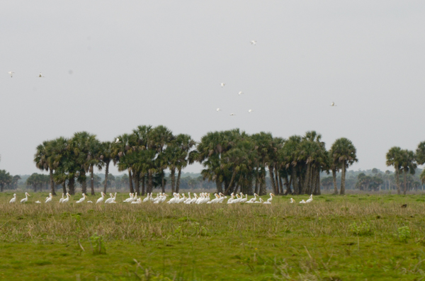 Pelicans