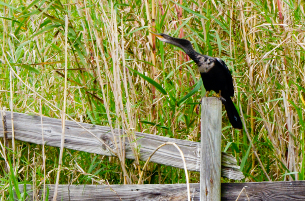 Anhinga