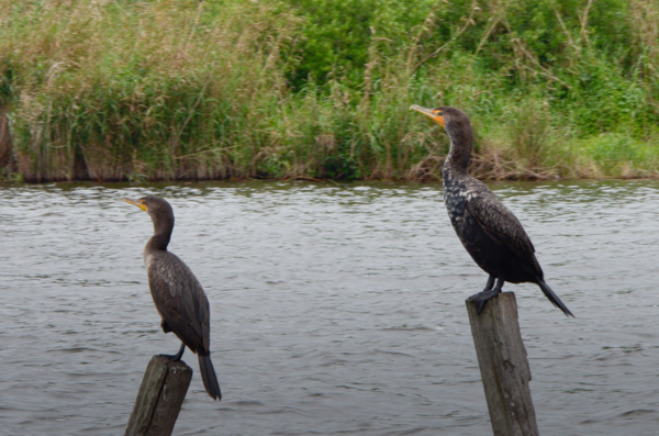 Double-crested cormorant