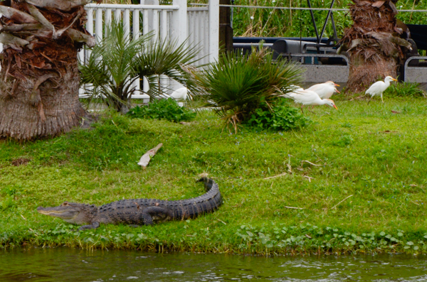 Gator and Egret