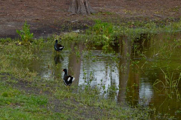 Common Gallinule or Moorhen