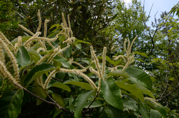American Chestnut