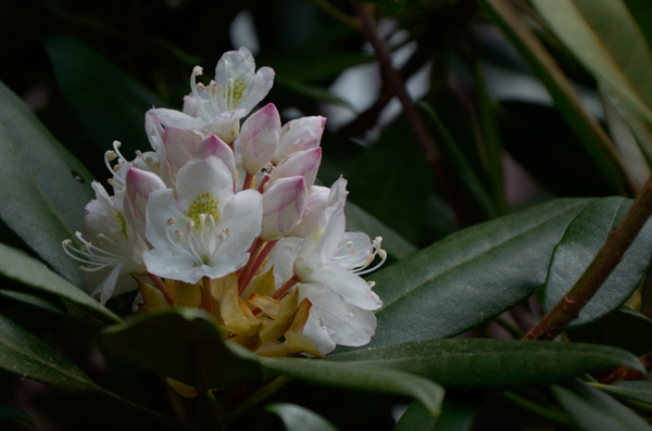 Rhododendron