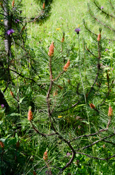 Mugo Pine