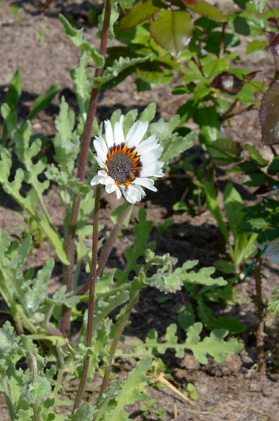 Blanket Flower