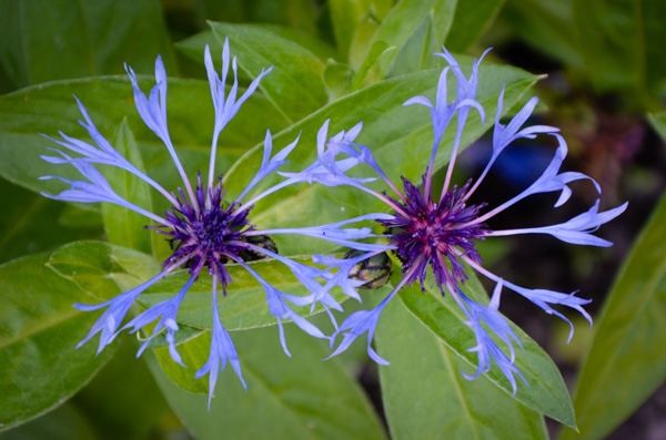 Centaurea montana