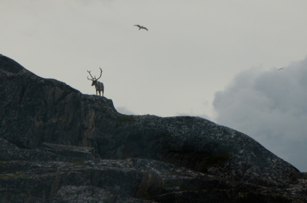 Reindeer