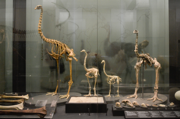 Moa Skeletons