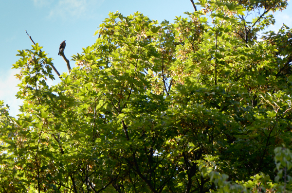 Bellbird