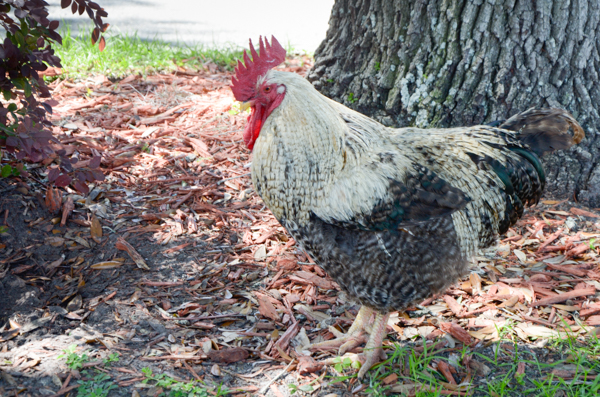 Chicken