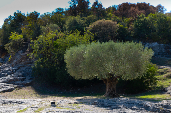 Ancient olive trees