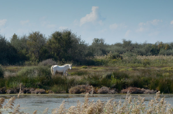 Camargue