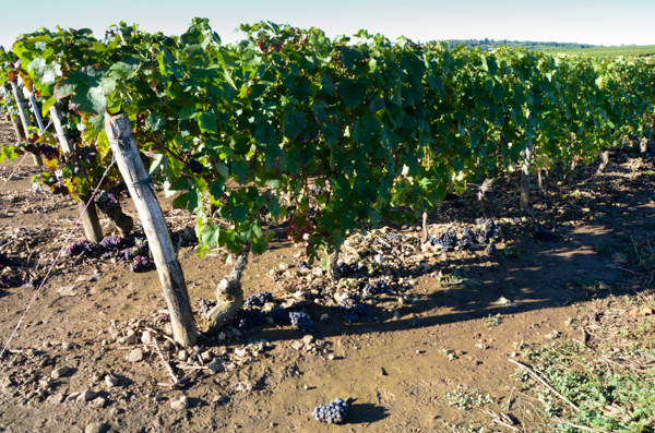 Discarded grapes