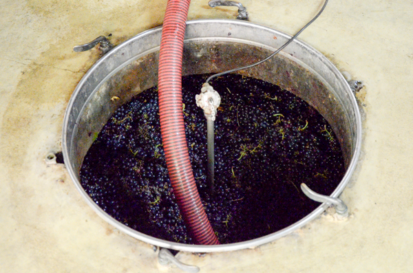 Grape clusters