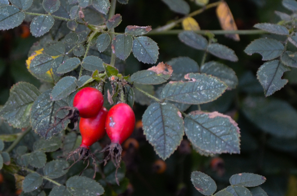 Rose Hips
