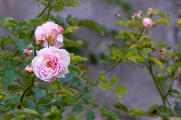 Roses