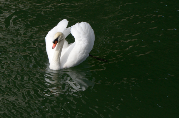 Swan