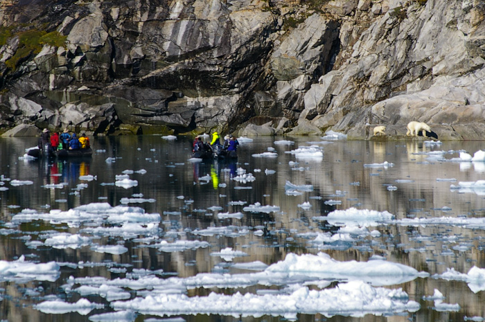 Polar bears and Zodiacs