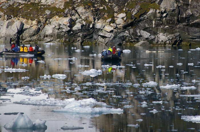 Swimming bears