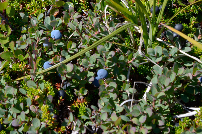 Vaccinium uliginosum