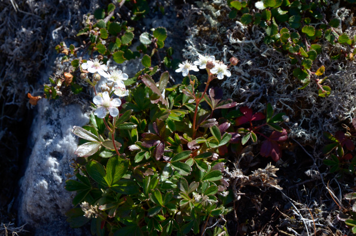 Sibbaldiopsus tridentata