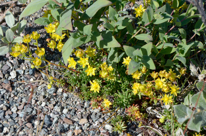 Saxifraga aizoides