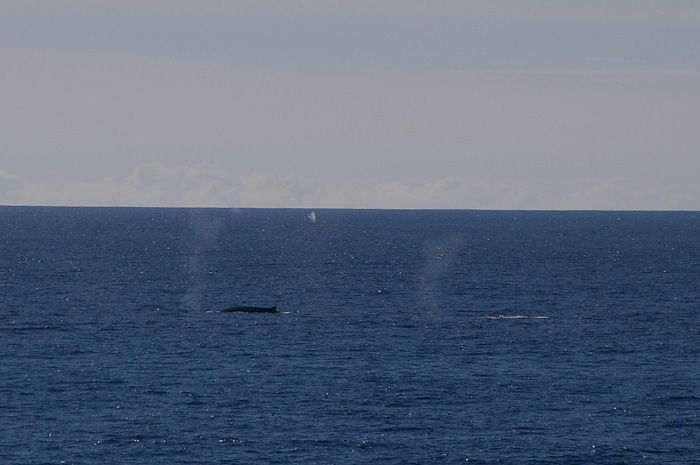 Whales
