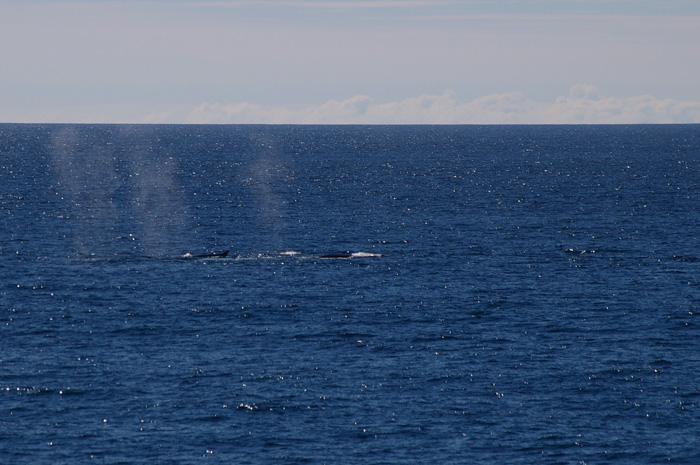 Fin Whales