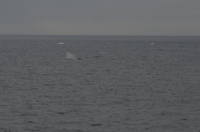 Sperm Whale