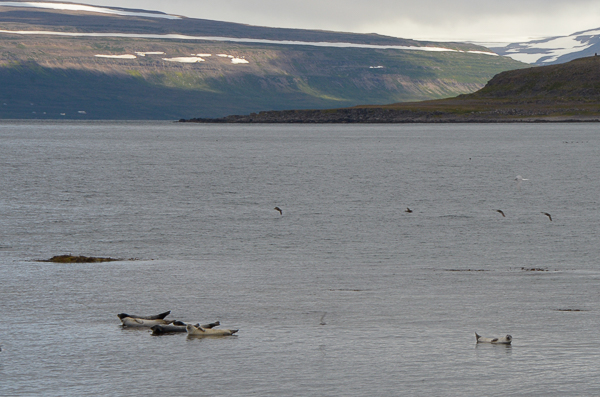 Harbor seals