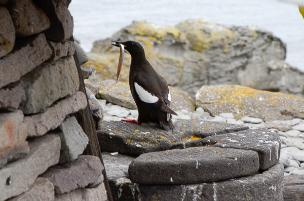 Guillemot