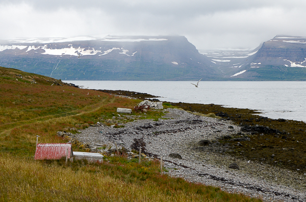 Seabird heaven