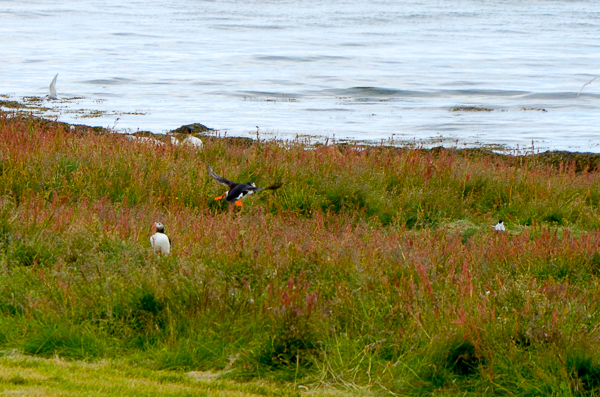 Puffin