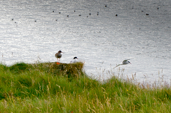 Redshank