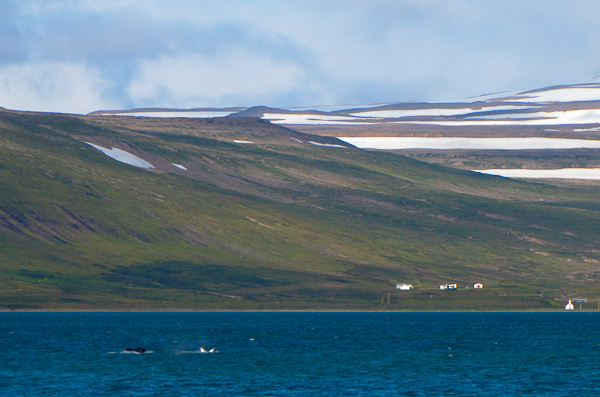 Humpback Whales, Iceland