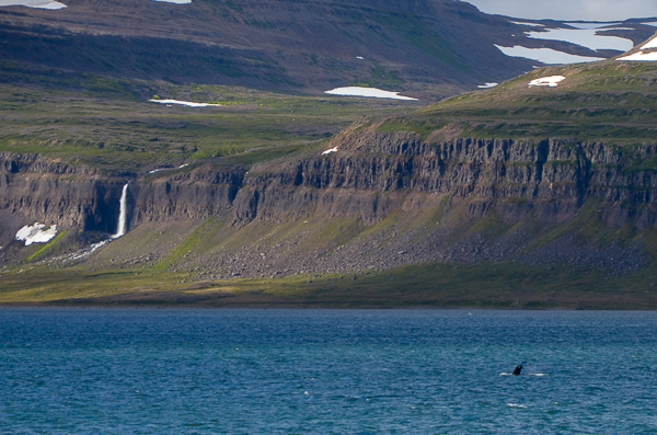 Humpback Whale & Waterfall