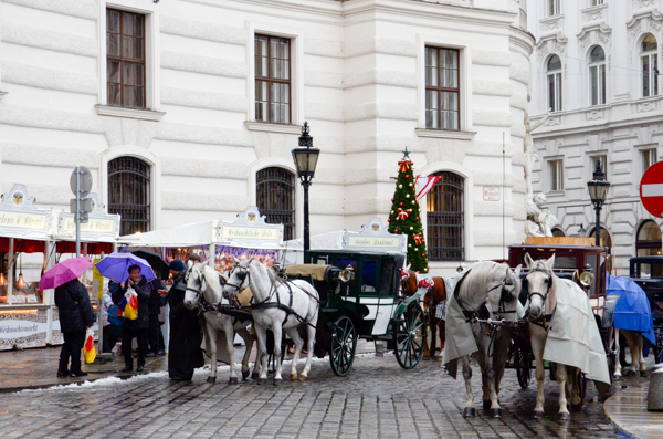 Carriage Horses