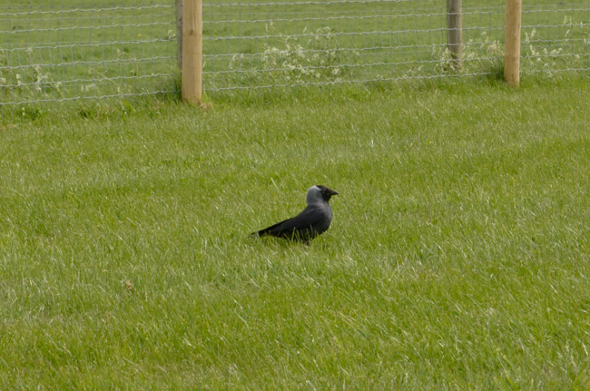 Jackdaw